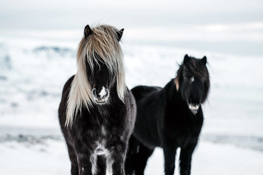 Ademhaling in de winter: Zo zorg je dat je paard vrij kan ademen