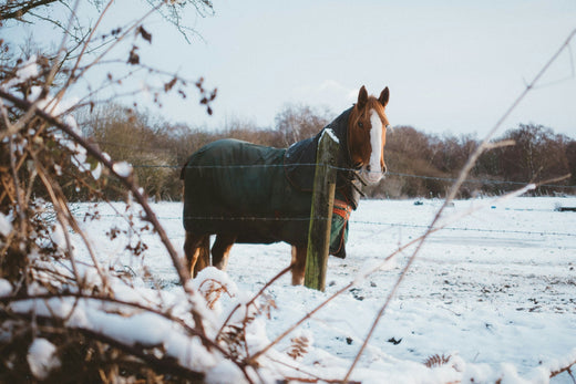 Het ultieme wintervoer voor paarden: Zo houd je ze gezond en energiek