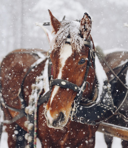 Winterzorg voor je paard: tips voor een gezond en gelukkig seizoen -