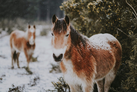 Onze Essentiële producten om jouw paard deze winter fit te houden