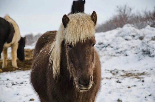 Beweging en voeding in de winter: Zo blijft je paard fit en gezond