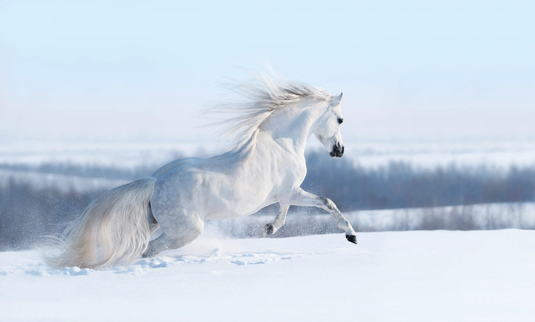 Beweging en voeding in de winter: Zo blijft je paard fit en gezond