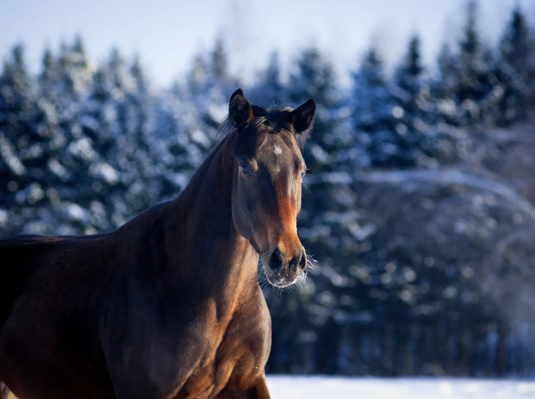 Winterzorg voor je paard: tips voor een gezond en gelukkig seizoen -